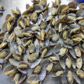 frozen shellfish wholesaler export all specifications clean cooked baby clam